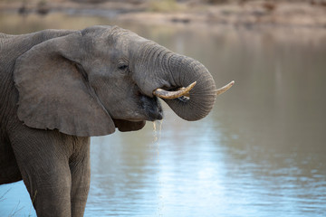 Young Elephant bull drinking water