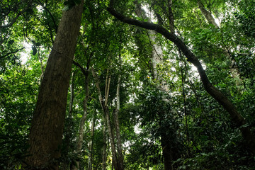 In to the forest