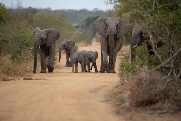 Elephant herd in the road with a protective Matriach