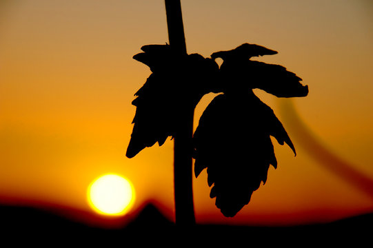 Hojas de parra en contraluz con la puesta de sol. Siluetas