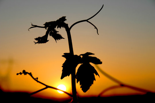 Hojas de parra en contraluz con la puesta de sol. Siluetas