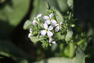 small white flower