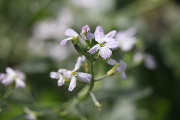 small white flower