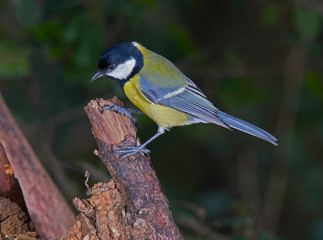 great tit (parus major) perching on a branch