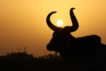 Fototapeta na wymiar sunset and animal