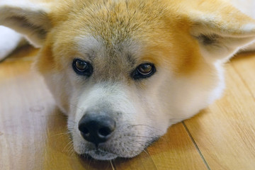 Beautiful Akita dog with his head on the floor