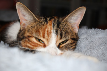 Chat veut être tranquille