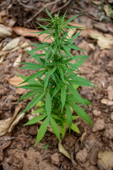 Marijuana