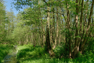 Obraz premium Erlen-Bruchwald