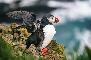 Single atlantic puffin