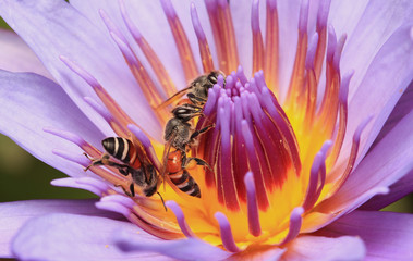 Bees and lotus