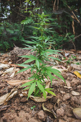 Marijuana
