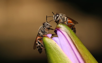 Bee in flower garden