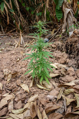 Marijuana