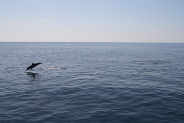 Obraz premium delfini