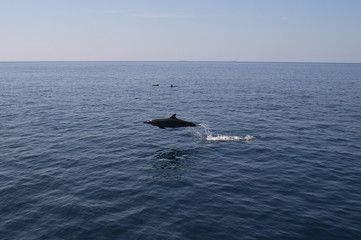 Fototapeta premium delfini