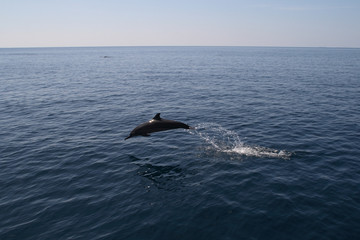 Fototapeta premium delfini