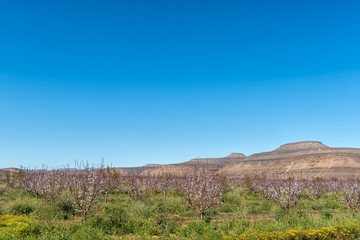 Orchard with fruit trees in bloom