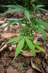 Marijuana