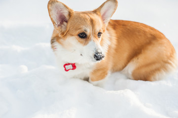 Corgi dog posing in snowy winter nature