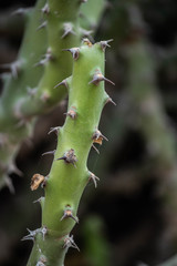 thorns, spines, and prickles