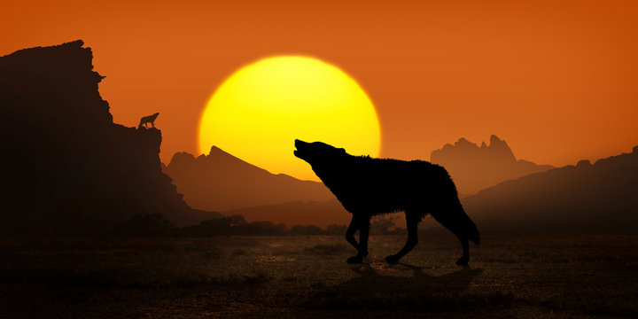 wolf howling