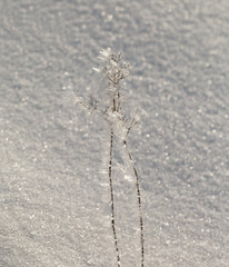 Grass with white frost.