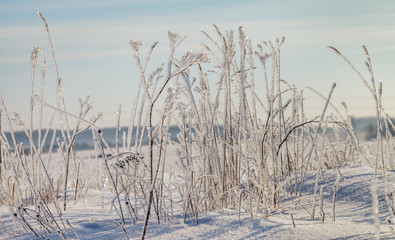 Grass with white frost.