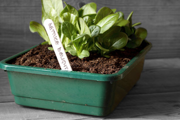 Lettuce delight growing in a seed tray on wood background with selective colour