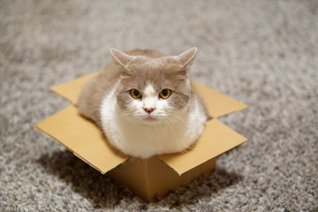 Cat sitting in a small cardboard box and looking towards camera