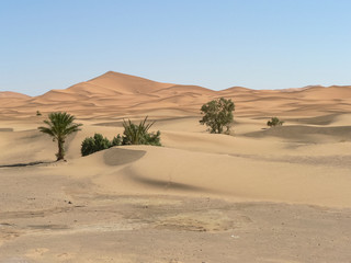 Fototapeta na wymiar palm trees in the desert 1