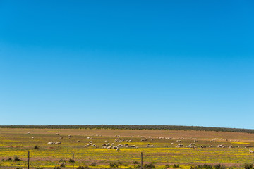 Sheep between yellow wildflowers near Papkuilsfontein