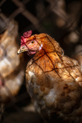 Chickens on the farm. Toned, style, color photo.