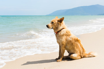 dog at the beach - 241704114