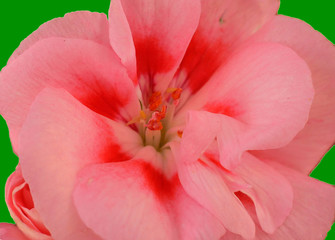 Fototapeta na wymiar macro flower geranium bud