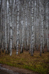 white birch trees in late autumn