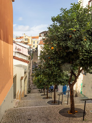 Lisbon - Portugal, narrow pedestrian street embellished with orange trees in the Barrio Alto district