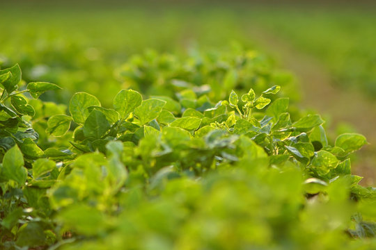 background of green 