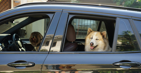 Large mixed breed dog with blue eyes smiling and sitting inside the black car