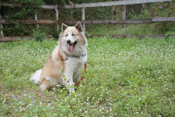 Naklejka na ściany i meble Large mixed breed dog with blue eyes smiling and sitting on the flower field