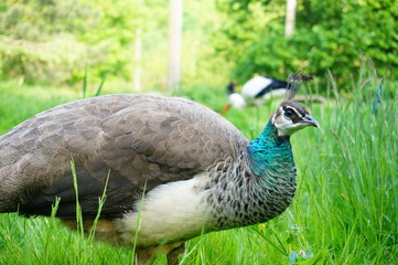 Pfauendame