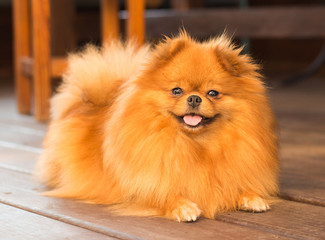 Cute pomeranian spitz