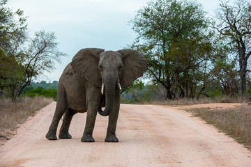 Single African elephant bull walking in a road , forcing the safari cars to stop in the savannah of South Africa