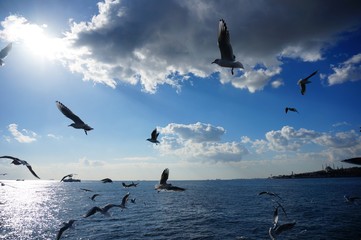 M&ouml;wen am Bosporus