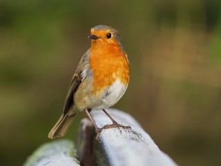Robin