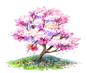 Sakura blooming, cherry tree with pink flowers in spring, watercolor painting on white background, isolated with clipping path.