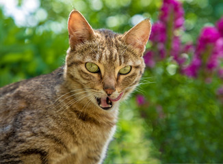 Naklejka na ściany i meble wildcat with tongue after delicious eats. Close up