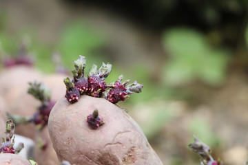 Gekeimte Saatkartoffeln