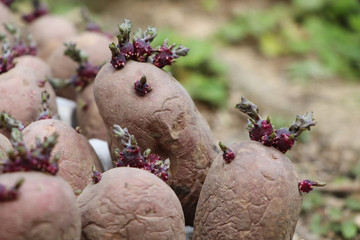 Gekeimte Saatkartoffeln