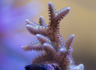 Seriatopora Birdnest coral apa frag for marine aquarium - obrazy, fototapety, plakaty